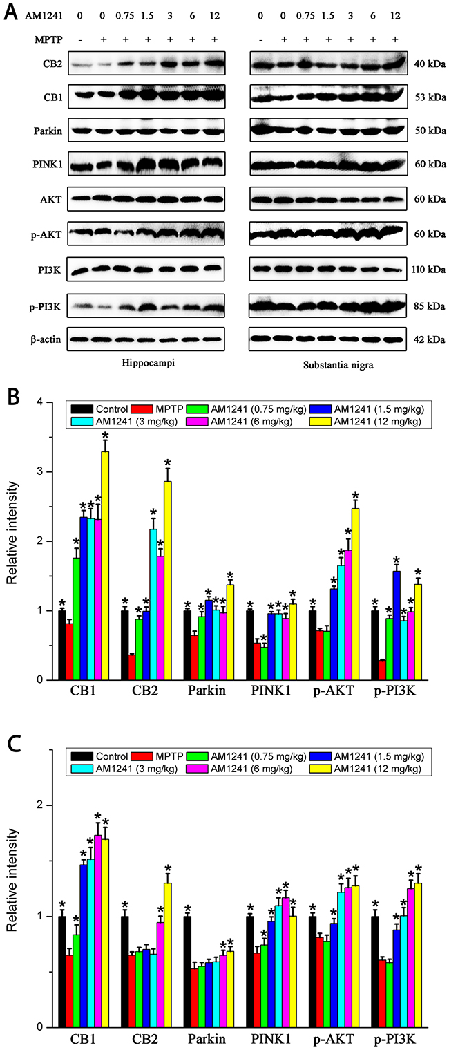 Levels of CB1, CB2, PINK1, Parkin, p-PI3K and p-AKT in the substantianigraand hippo of mice of control group, MPTP group and AM1241 treatment groups.