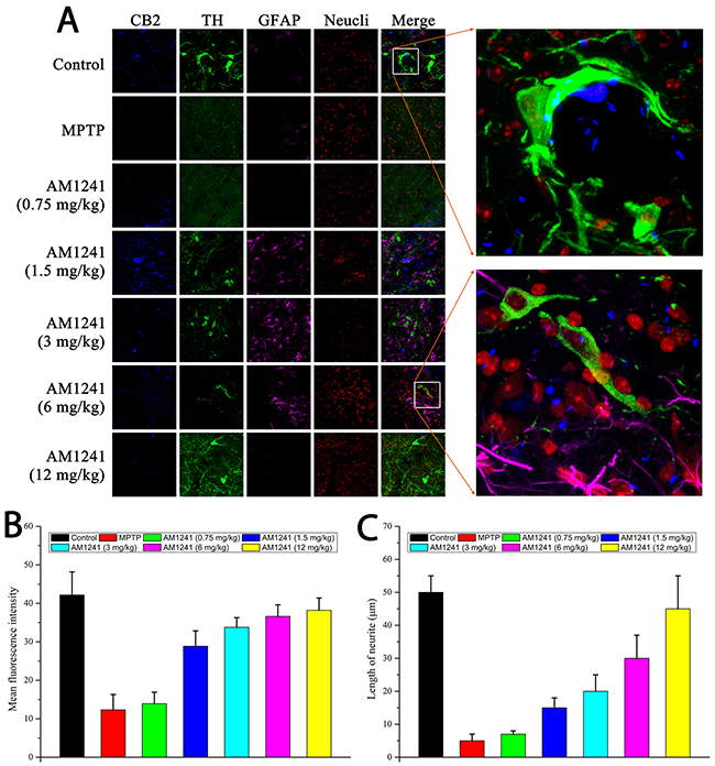 Immuno staining for neurogenesis in substantia nigra of MPTP-induced PD mice.