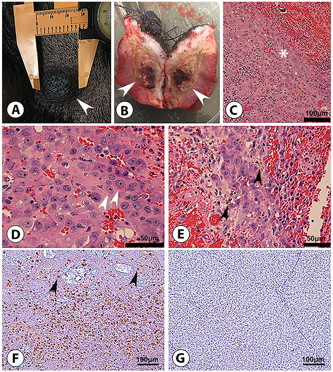 Subcutaneous HCC formation in an Oncopig following autologous transfer of pHCC cells.