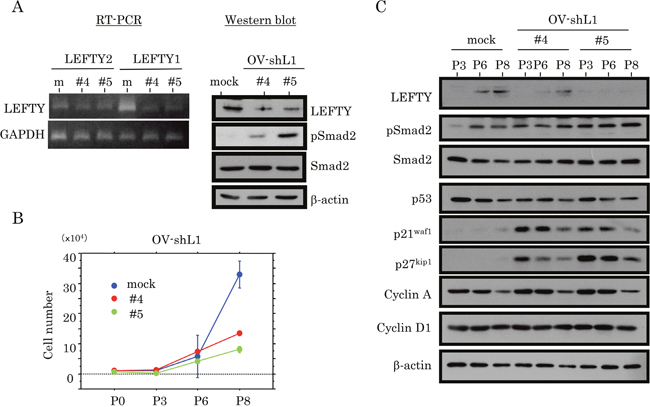 Association between knockdown of LEFTY expression and cell proliferation in OCCCa.