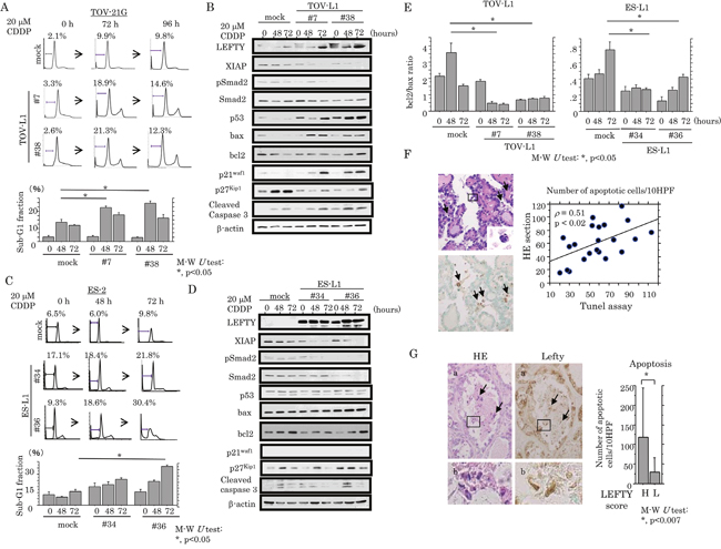 Association between overexpression of LEFTY and susceptibility to apoptosis in OCCCa.