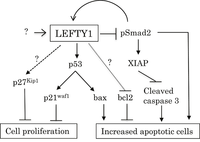 Schematic representation of association of LEFTY expression with cell proliferation and susceptibility to apoptosis in OCCCa.