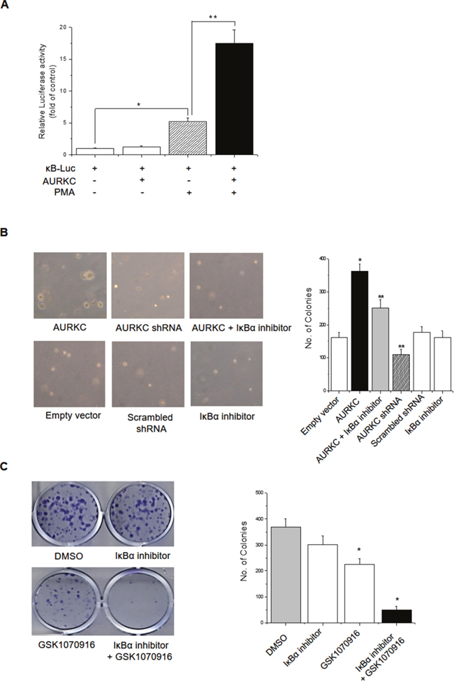 Effects of the AURKC&#x2013;I&#x03BA;B&#x03B1; interaction on cellular transformation in breast cancer cells.