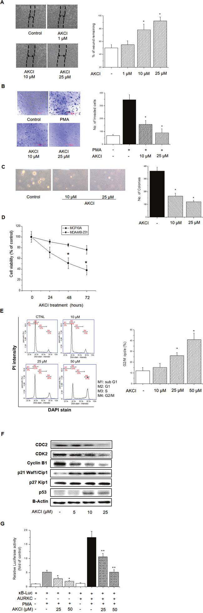 Inhibitory effects of AKCI on cancer cell transformation in breast cancer cells.