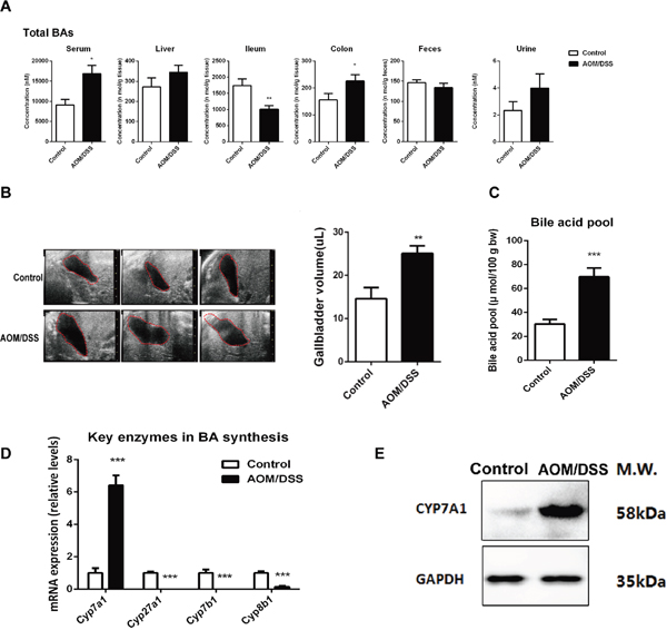 CAC mice complicated with excessive BA accumulation.