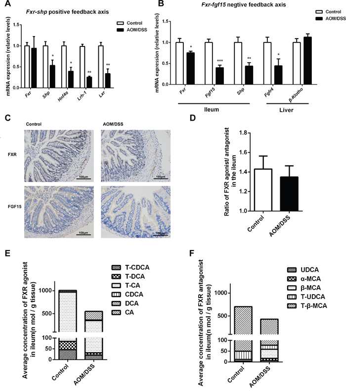 Repressed ileal FXR/FGF15 signaling leads to BAs over synthesis in CAC mice.