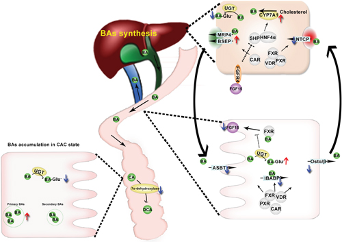 A summarize of BAs dysregulation in CAC mice.