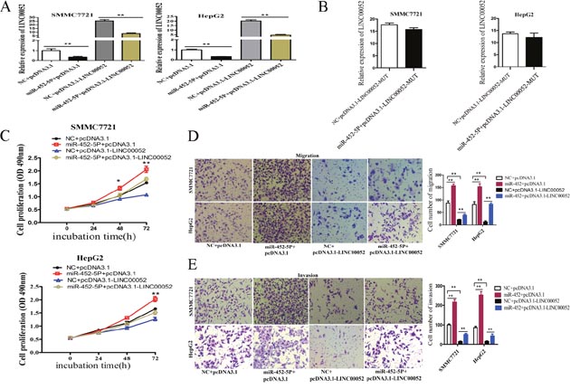 MiR-452-5P recovered LINC00052 function.