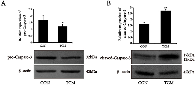 Effects of TCM on the activation of caspase-3 in VSMCs.