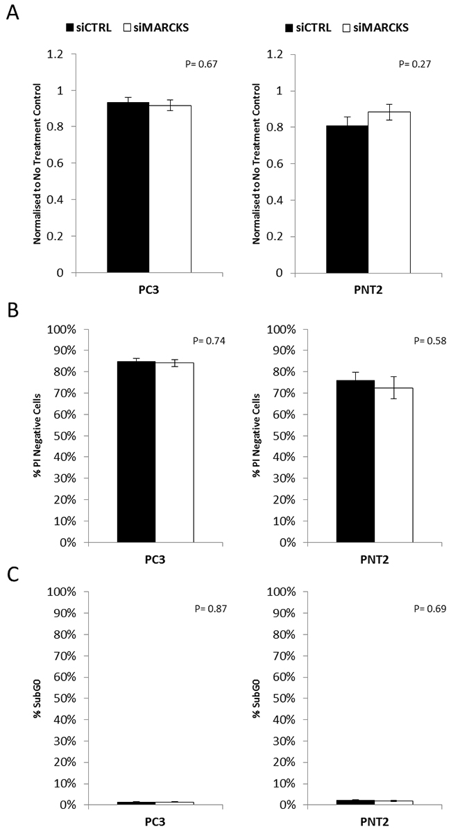 MARCKS does not play a role in prostate cancer cell viability.