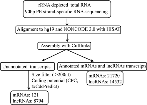 The pipeline for systematic identification of lncRNAs and mRNAs in HBV-related HCC.