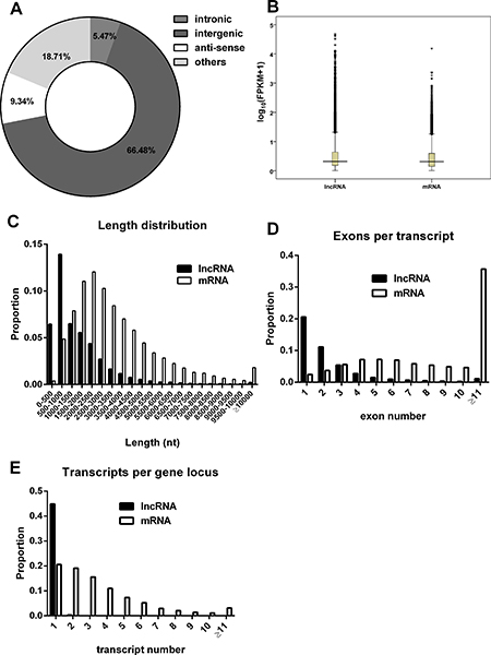 Characteristics of the lncRNAs.