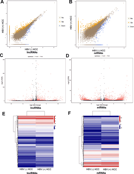 Differentially expressed lncRNAs and mRNAs between HBV (+) HCC and HBV (&#x2013;) HCC tissue samples.