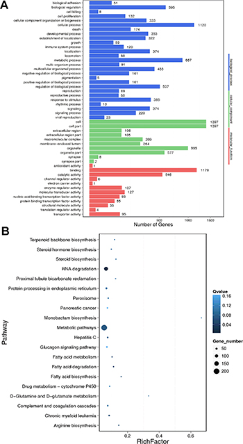 GO and KEGG pathway analysis of differentially expressed mRNAs between HBV (+) HCC and HBV (&#x2013;) HCC tissue samples.