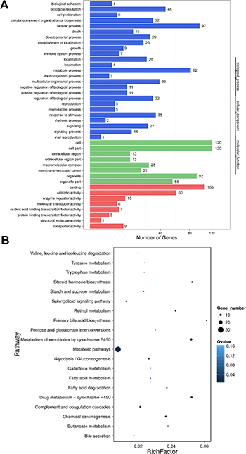 GO and KEGG pathway analysis of target genes of differentially expressed lncRNAs between HBV (+) HCC and HBV (&#x2013;) HCC tissue samples.