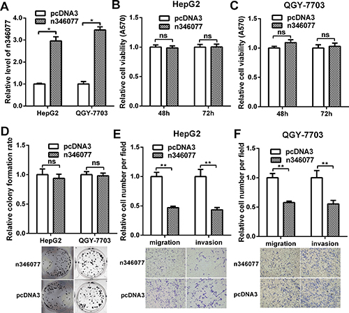 The effect of n346077 overexpression on malignant behavior of HCC cells in vitro.