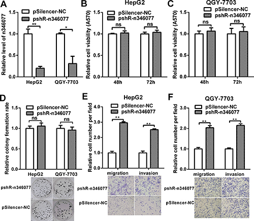 The effect of n346077 knockdown on malignant behavior of HCC cells in vitro.