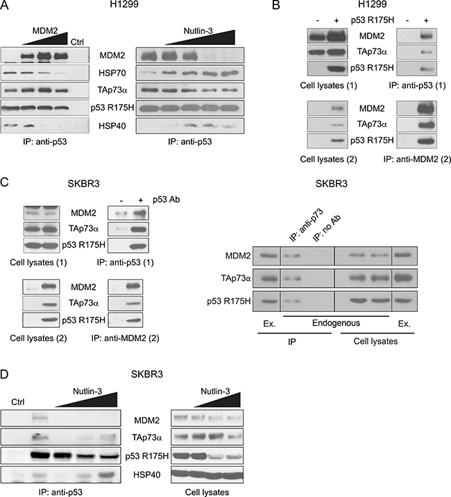 MDM2 dissociates HSP70 and HSP40 from the p53 R175H-TAp73&#x03B1; subcomplex and forms a three-body complex with p53 R175H and TAp73&#x03B1;.