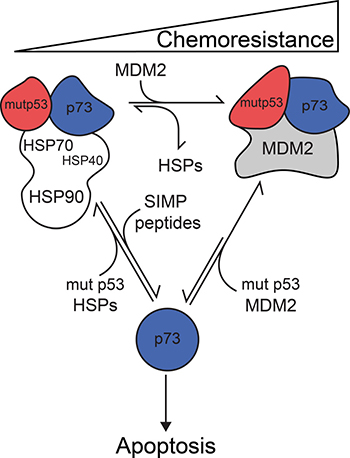 The structural complex comprising of mutant p53-TAp73-MDM2 implies a novel model of cancer cell chemoresistance.