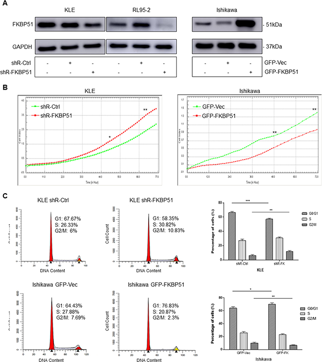 FKBP51 negatively regulates endometrial adenocarcinoma cell growth.