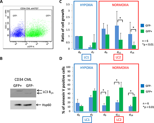 CML CD34+ cells deficient for autophagy have impaired proliferation and show apoptosis back to atmospheric O2 concentration.