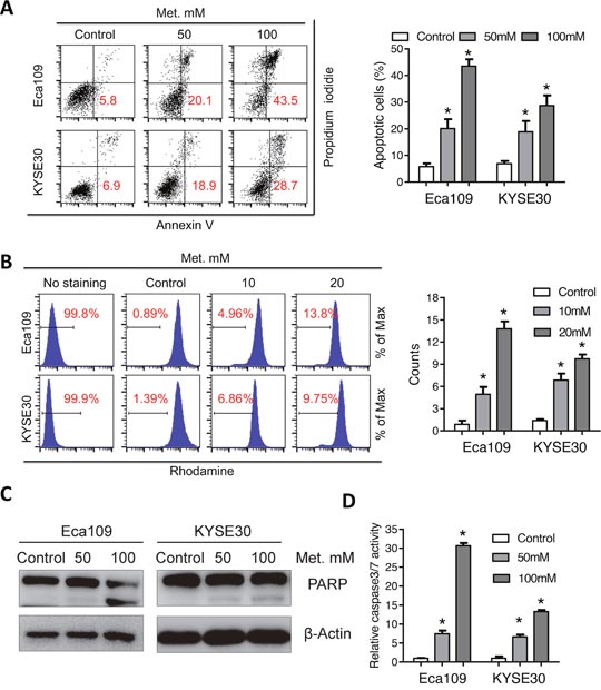 Metformin induces mitochondria-dependent apoptosisof Eca109 and KYSE30 cells.