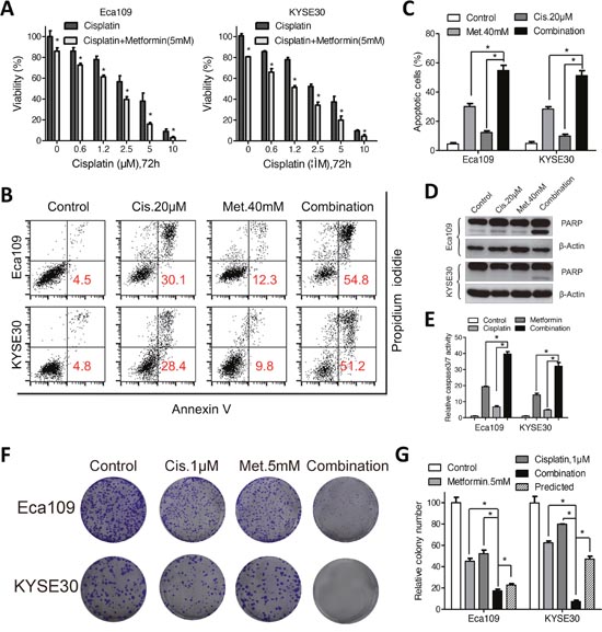 Metformin enhanced sensitivity of Eca109 and KYSE30 cellsto cisplatin.