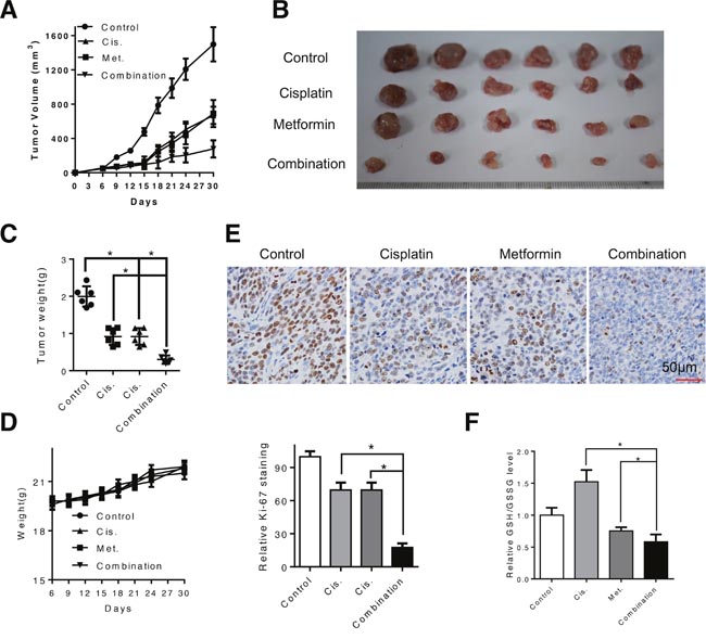 Combination of metformin and cisplatin inhibited ESCC tumor growth in vivo.