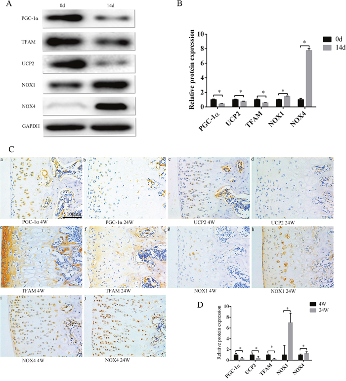 PGC-1&#x03B1;, TFAM, and UCP2 expression decreased, and NOX1/4 increased during the culture of chondrocytes in vitro, and as the rats aged.