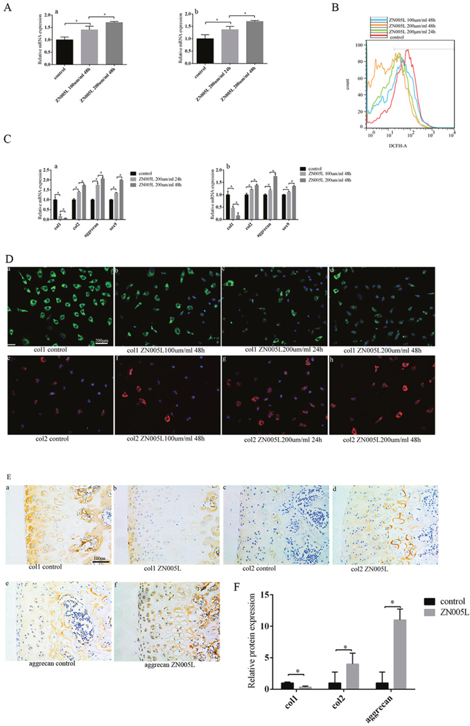 Activating PGC-1&#x03B1; expression can inhibit the loss of chondrocyte phenotype by reducing ROS production in vitro, and after injecting ZN005L into the articular cavity.
