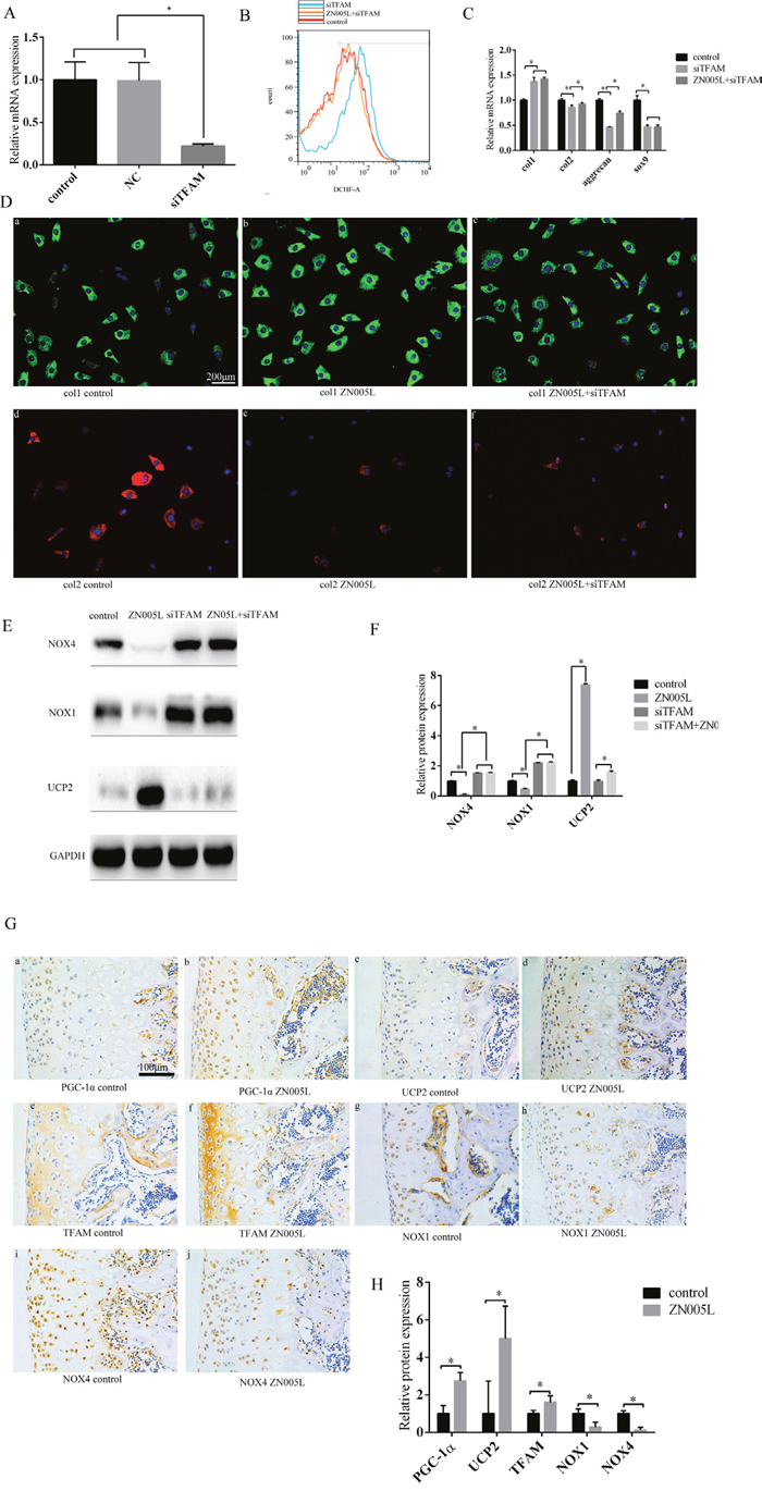 Activating the PGC-1&#x03B1;-TFAM pathway can inhibit the loss of chondrocyte phenotype and decrease ROS production.