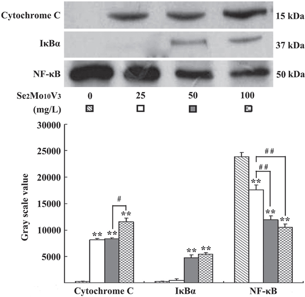 Se2Mo10V3 promoted cytoplasmic cytochrome C level, inhibited cytoplasmic I&#x03BA;B&#x03B1; degradation and reduced nuclear NF-&#x03BA;B level in K562 cells in a Western blotting experiment.