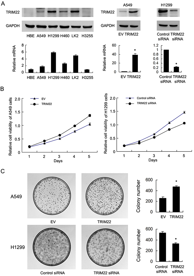 TRIM22 expression in lung cancer cell lines and its role on proliferation and colony formation.