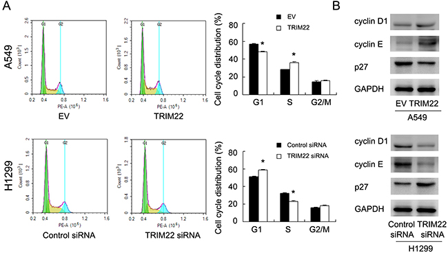 TRIM22 promotes cell cycle progression.