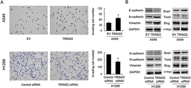 TRIM22 promotes cell invasion and EMT.