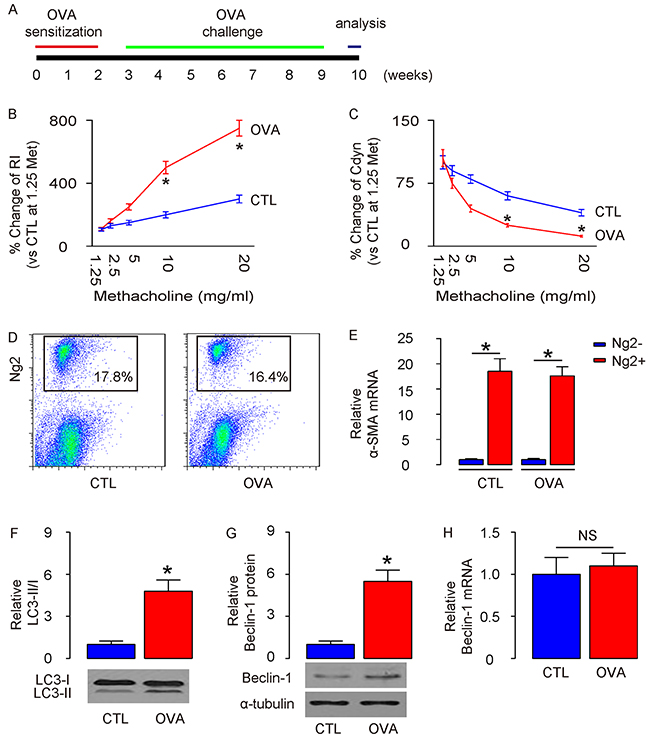 Enhanced ASM cell autophagy is detected in mouse lung after OVA treatment.
