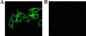 Laser confocal fluorescence imaging of cells after incubated with Eu(NO3)3 solution (0.01 mmol/L) for 24 h.