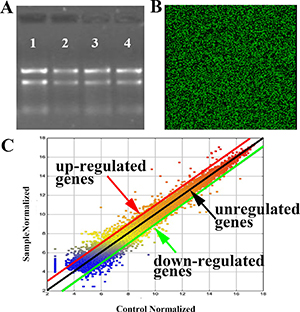 Results of microarray analysis with Eu(NO3)3 solution (0.01 mmol/L) incubation in Hela for 24 h.