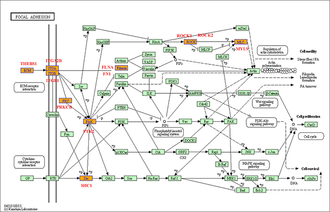 Focal adhesion pathway base on the latest KEGG database.