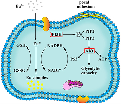 Scheme of the process of biosynthesized Eu complex.