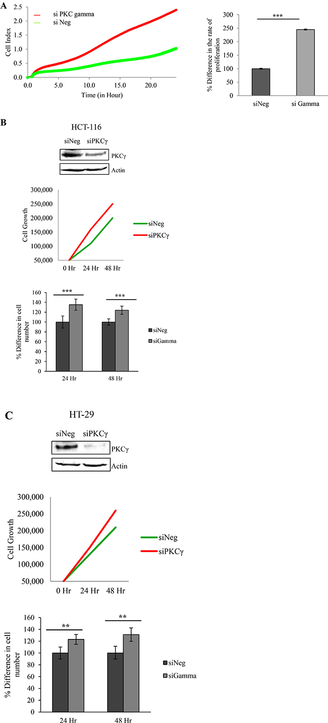 Effect of PKC gamma knockdown on proliferation of colon cancer cells.