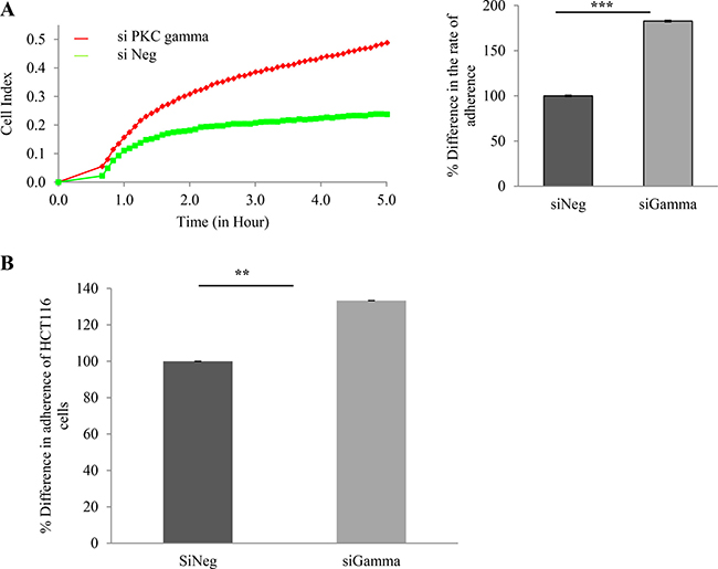 Effect of PKC gamma knockdown on adherence of colon cancer cells.