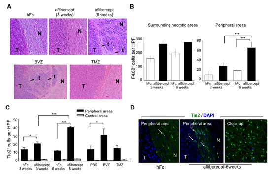 Accumulation of tumor-infiltrating microglia/macrophages and Tie2