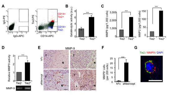 TEMs are a major source of gelatinase activity and MMP9 secretion.