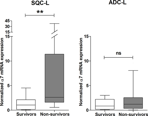 High expression level of &#x03B1;7 mRNA negatively influences survival of patients with SQC-L but not those with ADC-L.