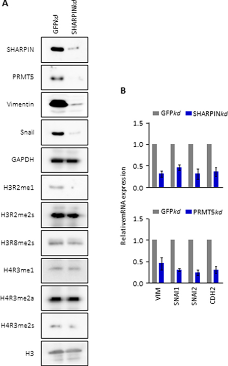 SHARPIN is necessary for PRMT5 and unique histone methylation concomitant with regulation of lung metastasis-related gene expression.