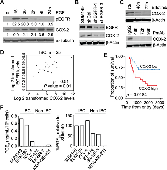 The EGFR pathway regulates COX-2 in IBC.