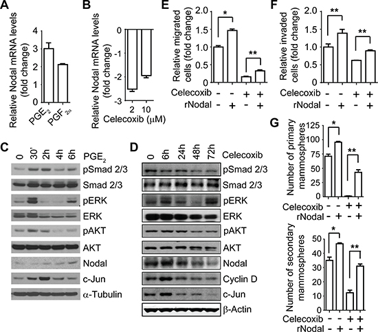 COX-2 pathway-regulated migration, invasion, and stem-like cell population are mediated by Nodal in IBC cells.