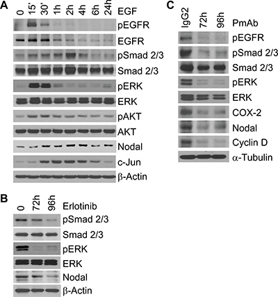 The EGFR pathway regulates Nodal signaling in IBC cells.