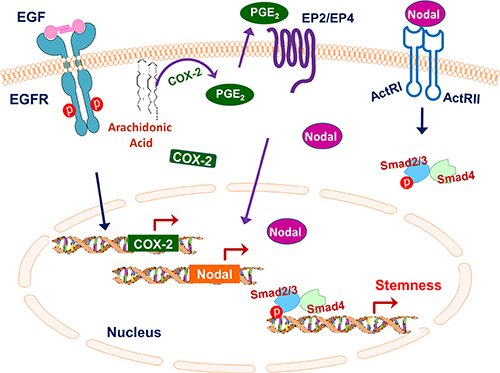 Schematic summarizing the role of the EGFR/COX-2/Nodal signaling axis in regulating IBC stemness.
